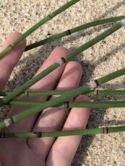 Equisetum