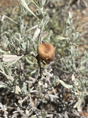 Rhopalomyia pomum