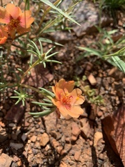 Portulaca suffrutescens