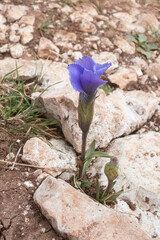 Gentianopsis ciliata
