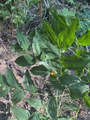 Prosartes hookeri