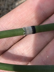 Equisetum
