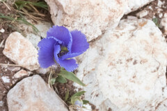Gentianopsis ciliata