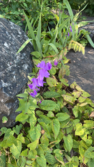 Campanula rapunculoides