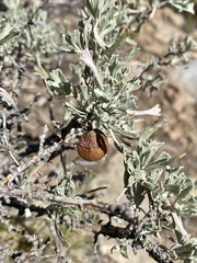 Rhopalomyia pomum