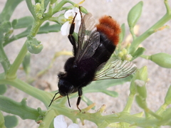 Bombus lapidarius