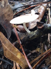 Agaricales