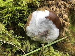 Reticularia lycoperdon