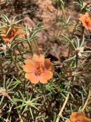 Portulaca suffrutescens