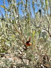 Rhopalomyia pomum