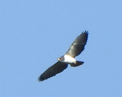 Buteo brachyurus