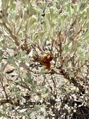 Rhopalomyia pomum
