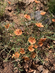 Portulaca suffrutescens