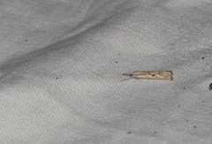 Agriphila geniculea