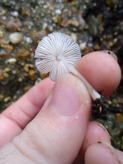 Agaricales