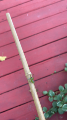 Conocephalus strictus