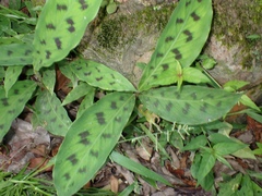 Pseudelephantopus spicatus