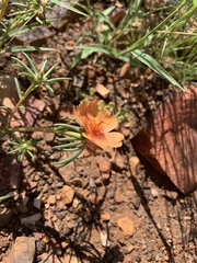 Portulaca suffrutescens