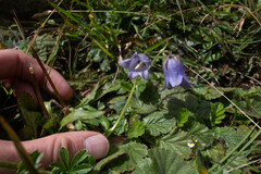 Campanula barbata