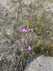 Agalinis purpurea
