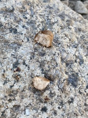 Rhopalomyia pomum