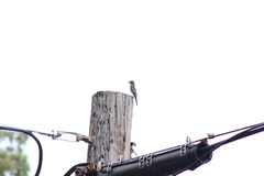 Empidonax