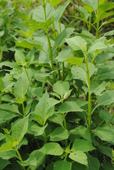 Verbesina occidentalis