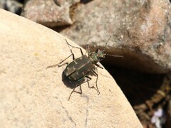 Cicindela oregona