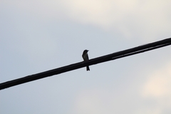 Empidonax