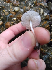 Agaricales