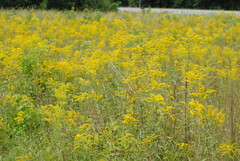 Solidago juncea