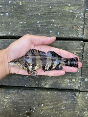 Oxylebius pictus
