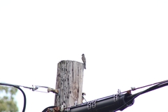 Empidonax