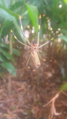 Trichonephila clavipes