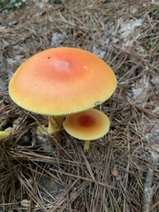 Amanita jacksonii
