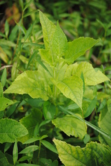 Verbesina occidentalis