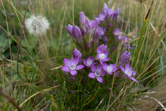 Gentianella germanica