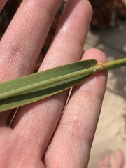 Elymus canadensis