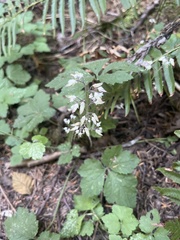Tiarella trifoliata