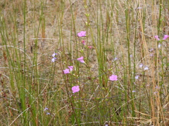 Agalinis purpurea