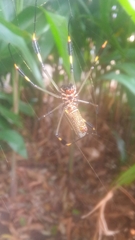 Trichonephila clavipes
