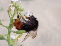 Bombus lapidarius