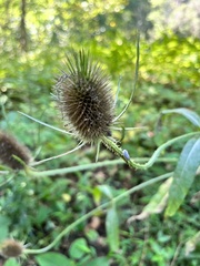 Dipsacus fullonum