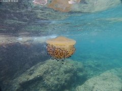 Cotylorhiza tuberculata