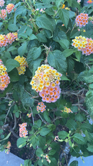 Lantana camara