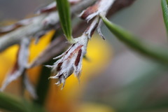 Dillwynia sericea