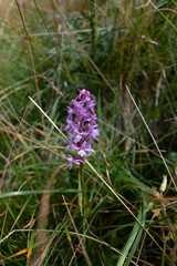 Gymnadenia