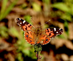 Vanessa braziliensis