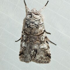 Sympistis chionanthi