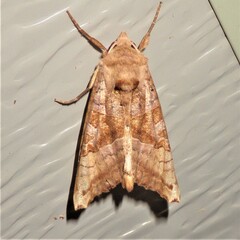 Phlogophora periculosa